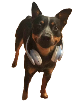 cooper with ears back headphones